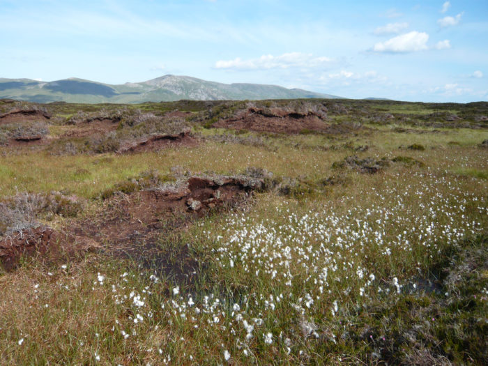 Managing peatlands to cut greenhouse gas emissions