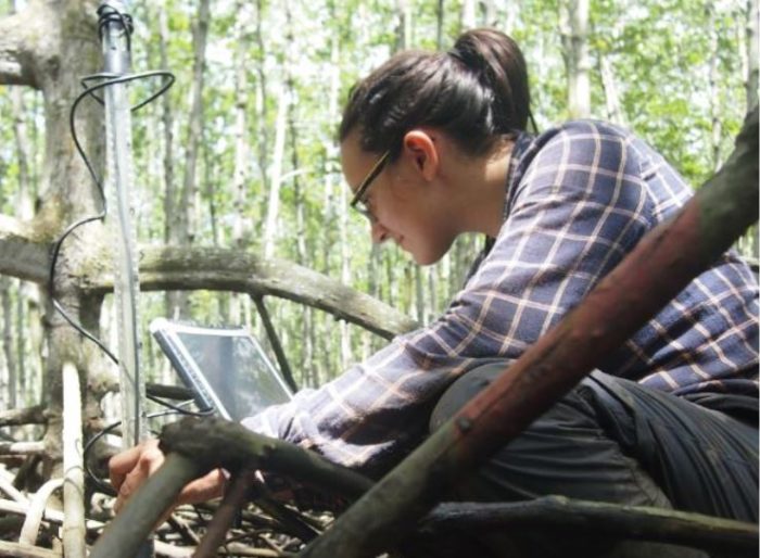 Measuring fine root production in the Mekong Delta