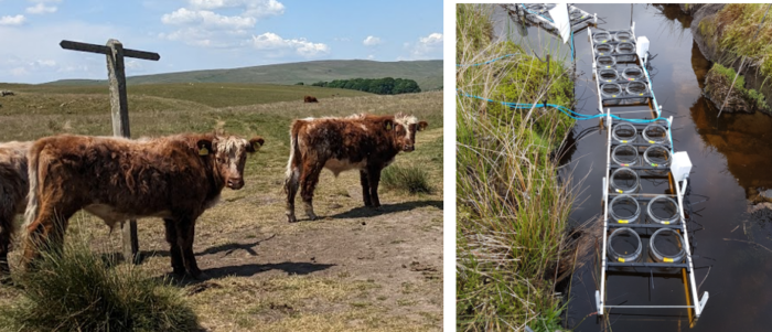 images of cows in a field on the left and testing equipment in a river on the right.