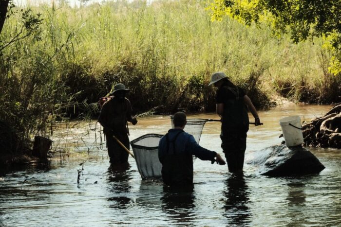 Three researchers using hand held nets in river.