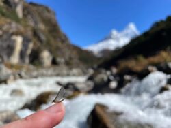 mayfly