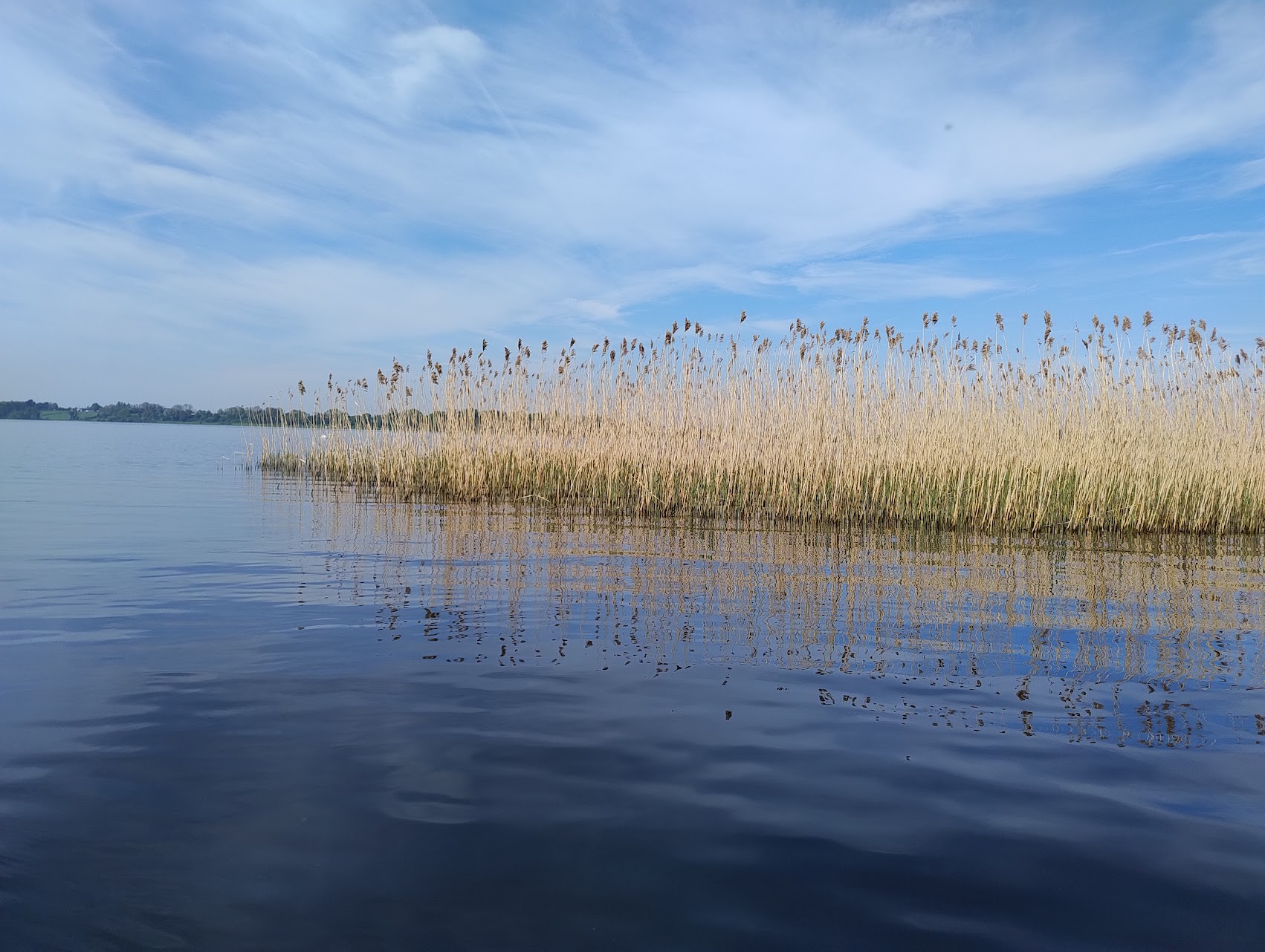 expanse of lake water with reed bed