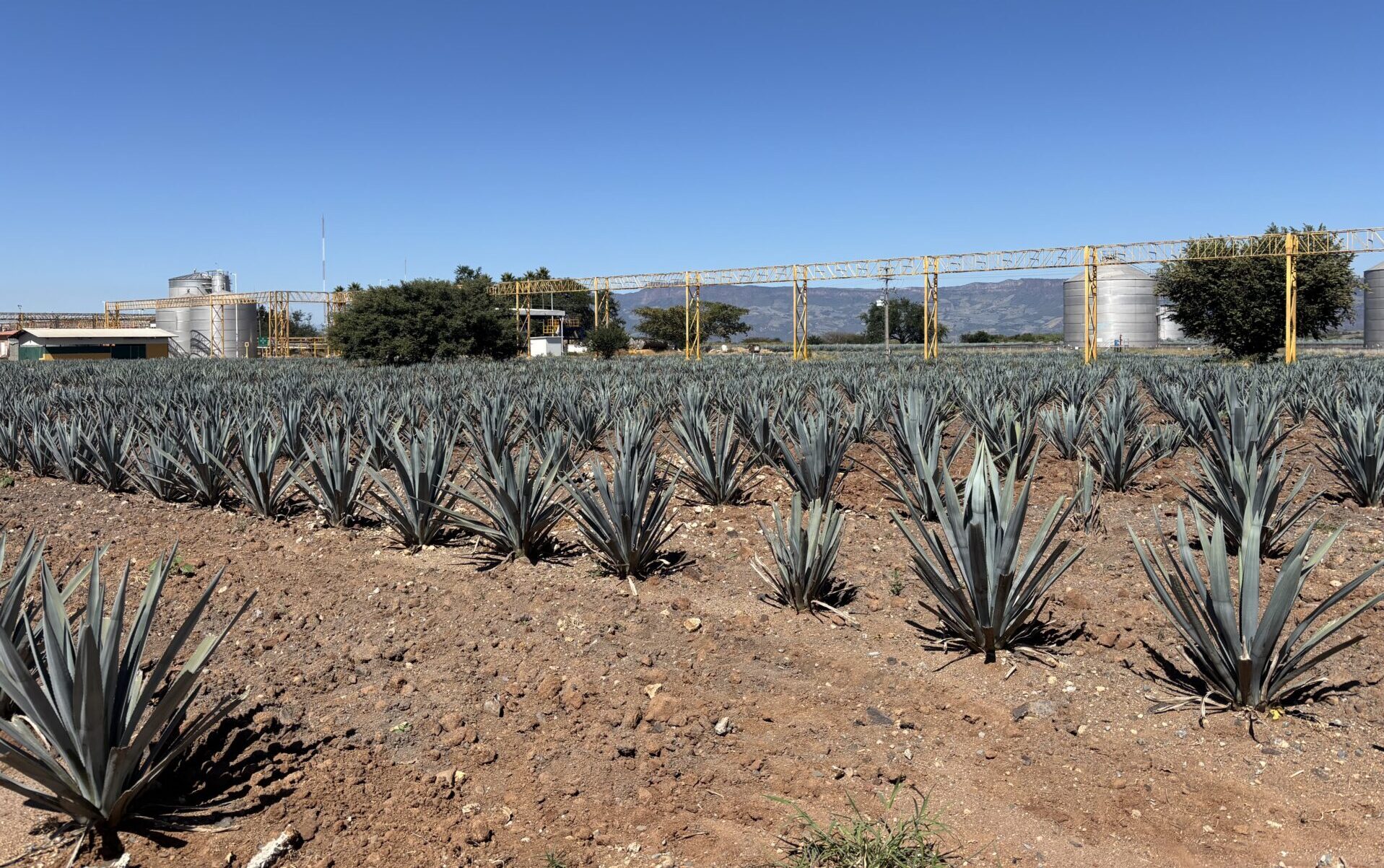 blue sky and rows of plants at a tequila production site.